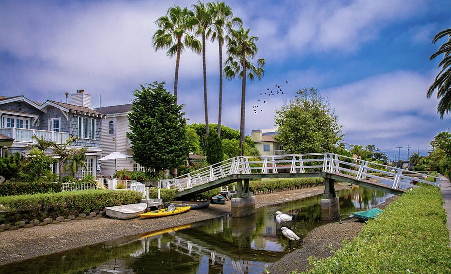 Palms and Egrets at the Venice Canals Photograph by Lynn Bauer