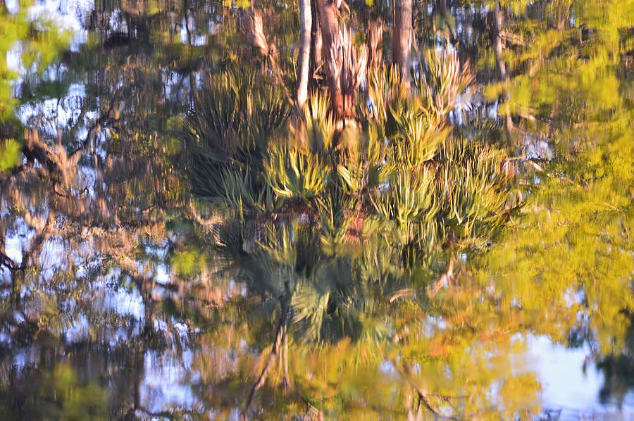 Palms and Leaves Reflecting Photograph by Warren Thompson