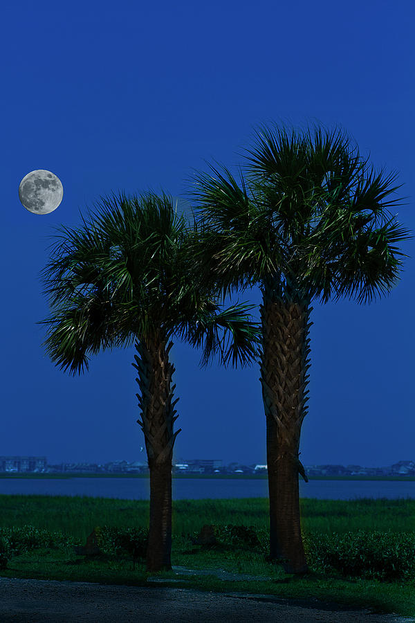 Palms and Moon at Morse Park Photograph by Bill Barber
