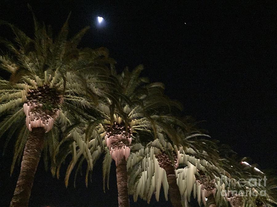 Palms and Moon Photograph by Jenny Revitz Soper