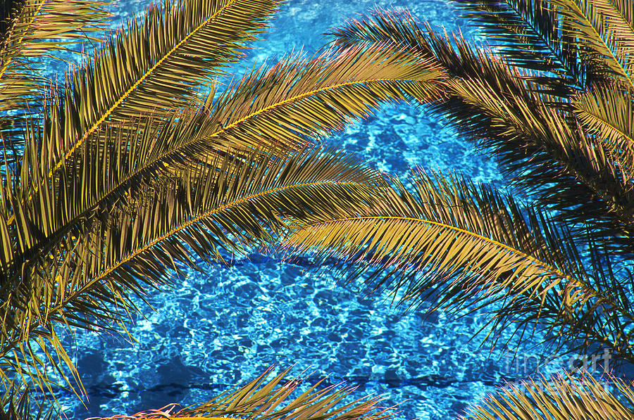 Palms and Pool Photograph by Thomas R Fletcher