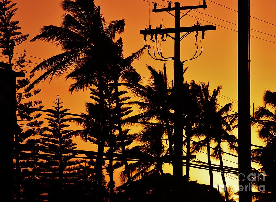 Palms and Power Lines at Sunset Photograph by Craig Wood