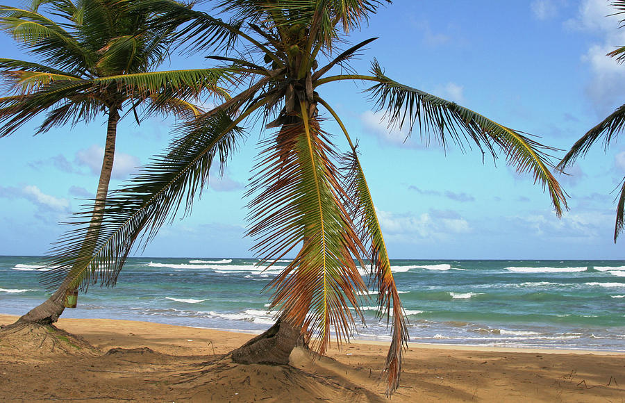 Palms and Sand Photograph by Robert Och