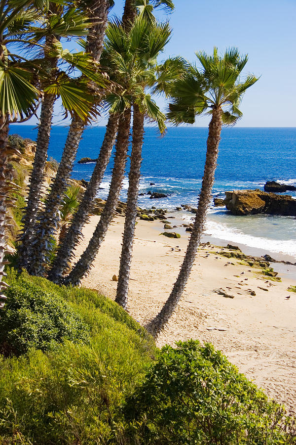 Palms and Seashore in Laguna Beach California Coast Photograph by Douglas Pulsipher