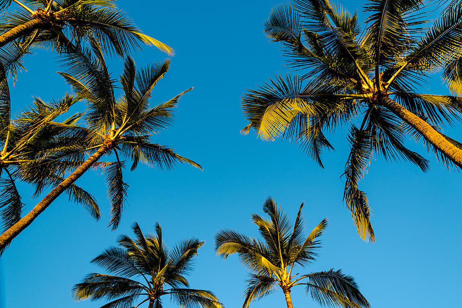 Palms and Sky Photograph by Alan Hart