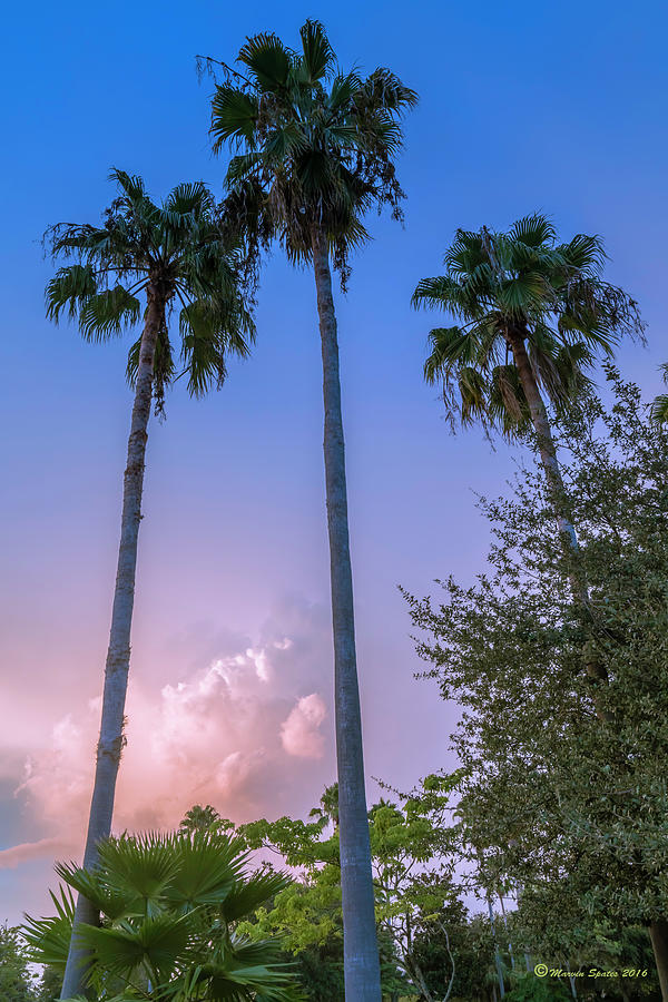 Palms And Storms Photograph by Marvin Spates