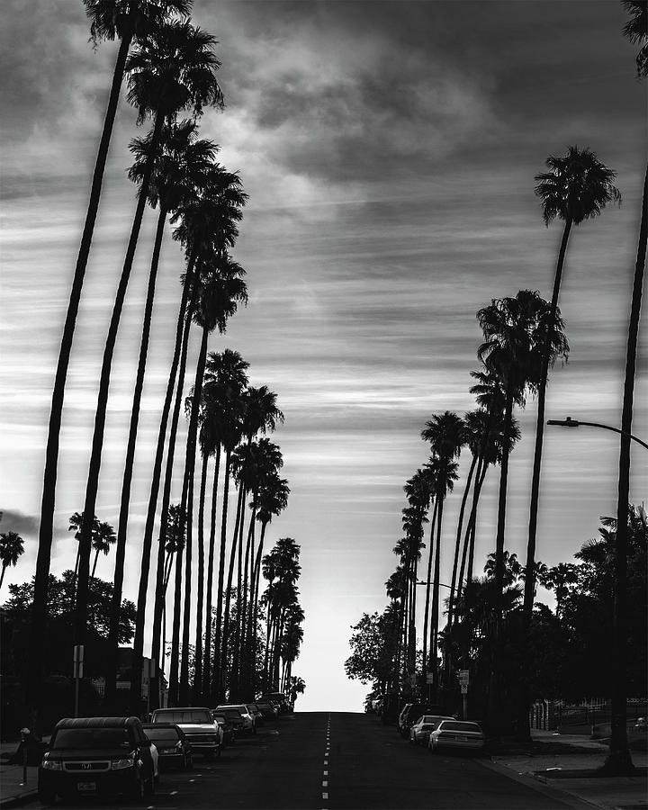 Los Angeles Photograph - Palms by Art K