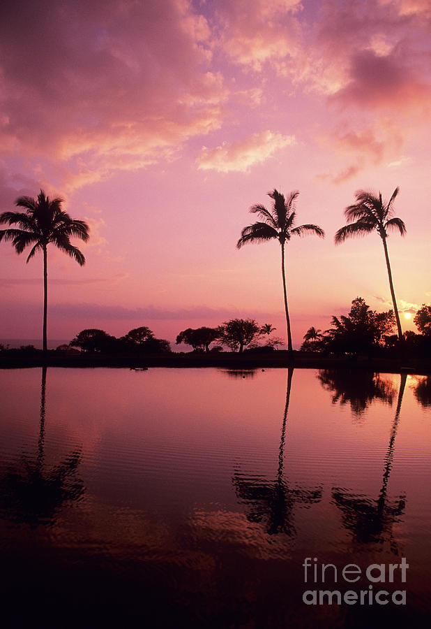 Paradise Photograph - Palms At Still Lagoon by Carl Shaneff - Printscapes