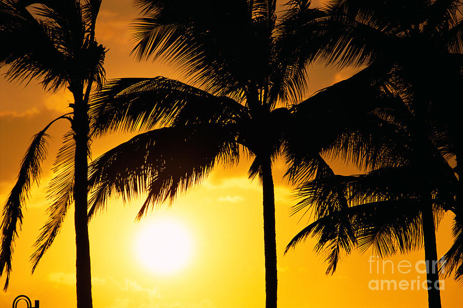 Palms At Sunset Photograph by Carl Shaneff - Printscapes