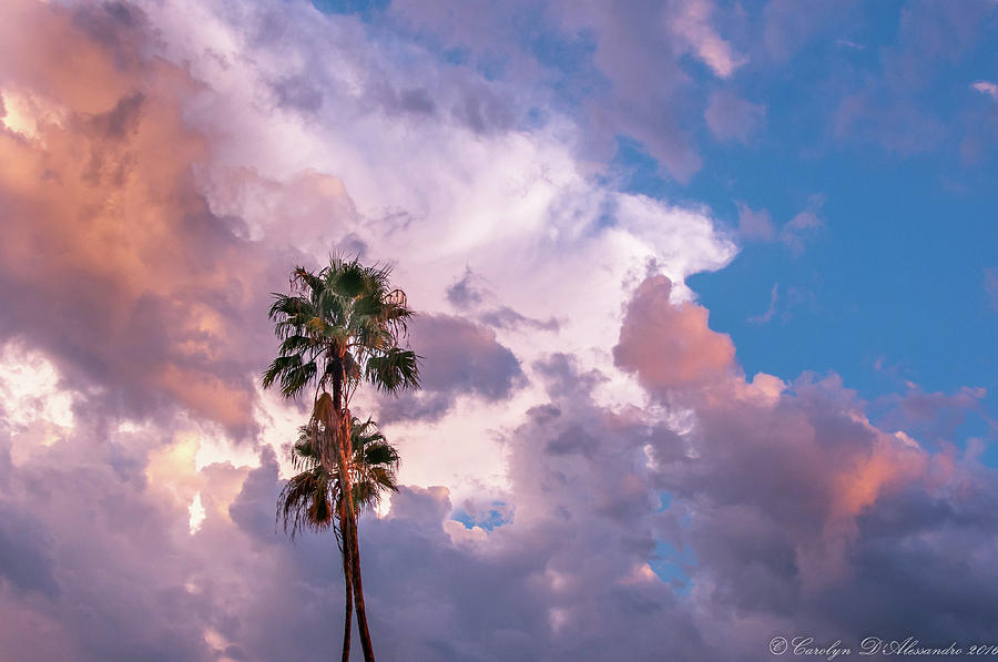 Palms at Sunset Photograph by Carolyn DAlessandro