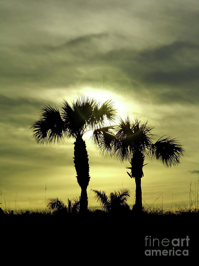 Palms At Sunset Photograph by D Hackett