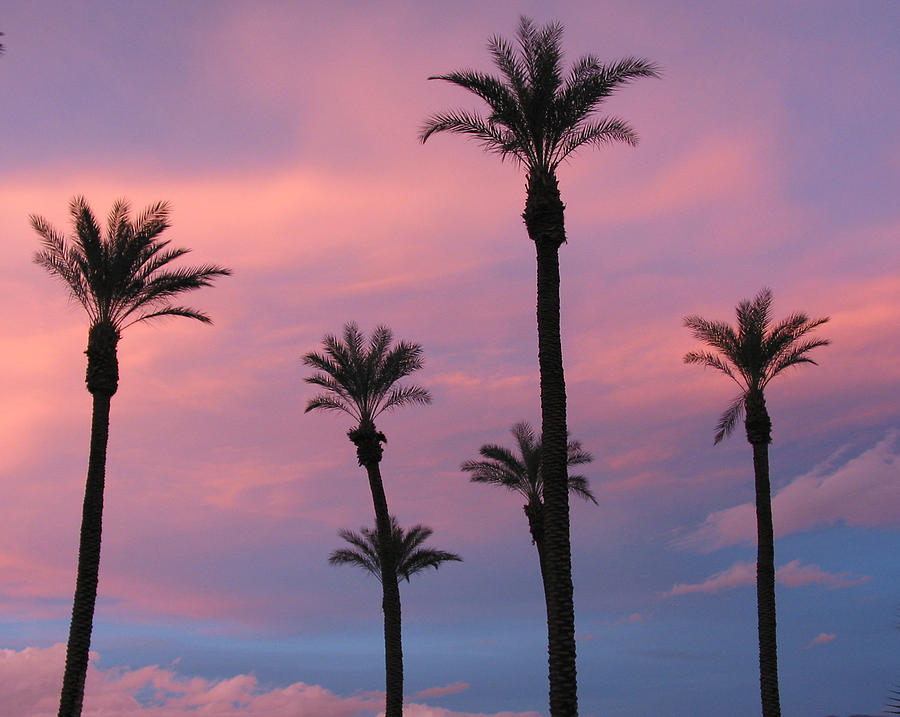 Palms at Sunset Photograph by Phyllis Kaltenbach