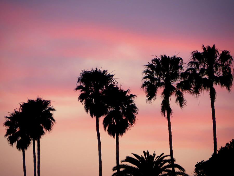 Palms at Sunset Photograph by Rachel Morrison