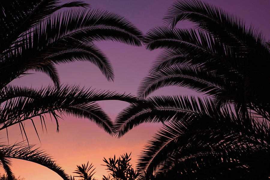 Palms at Sunset Photograph by Sue Cullumber