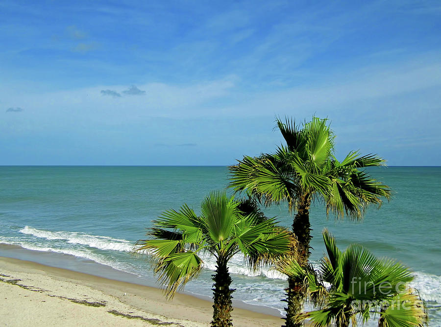 Palms At Vero Beach Photograph by D Hackett