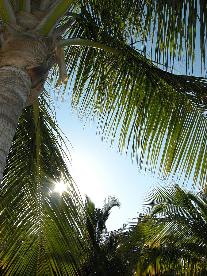 Tree Photograph - Palms by Audrey Venute