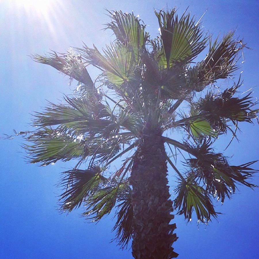 Queensland Photograph - #palms #bagara #queensland by Deb Billing
