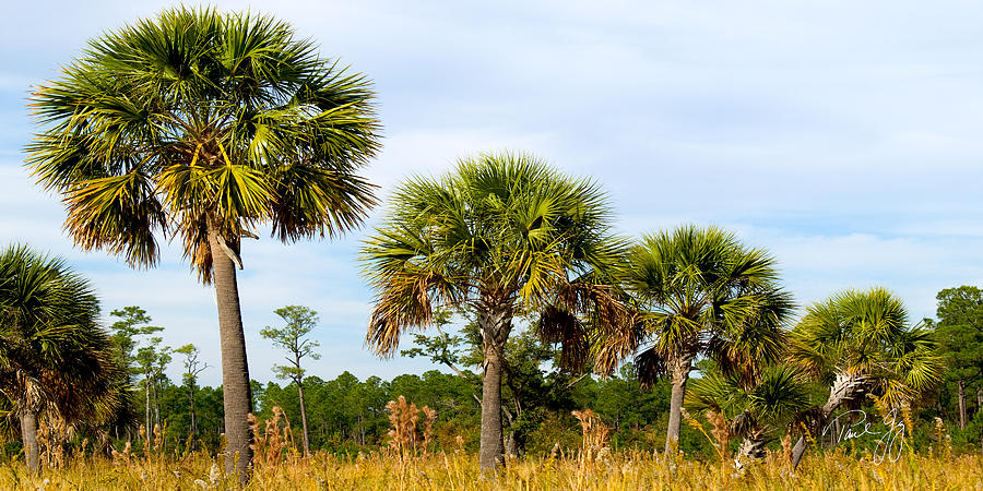Palms Bayou La Batre Alabama Photograph by Paul Gaj