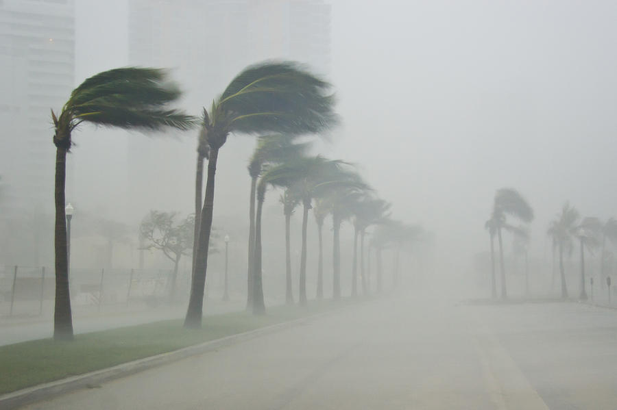 Palms Blow In 100 Mile-per-hour Winds Photograph by Mike Theiss