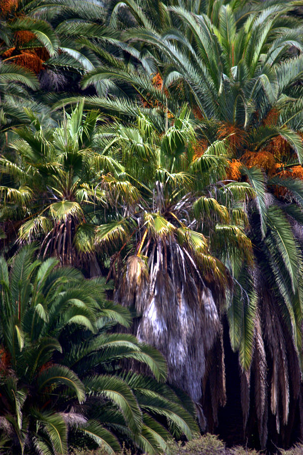 Palms Photograph by Brad Scott