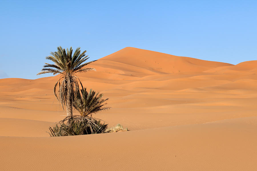 Palms in Desert Photograph by Aivar Mikko