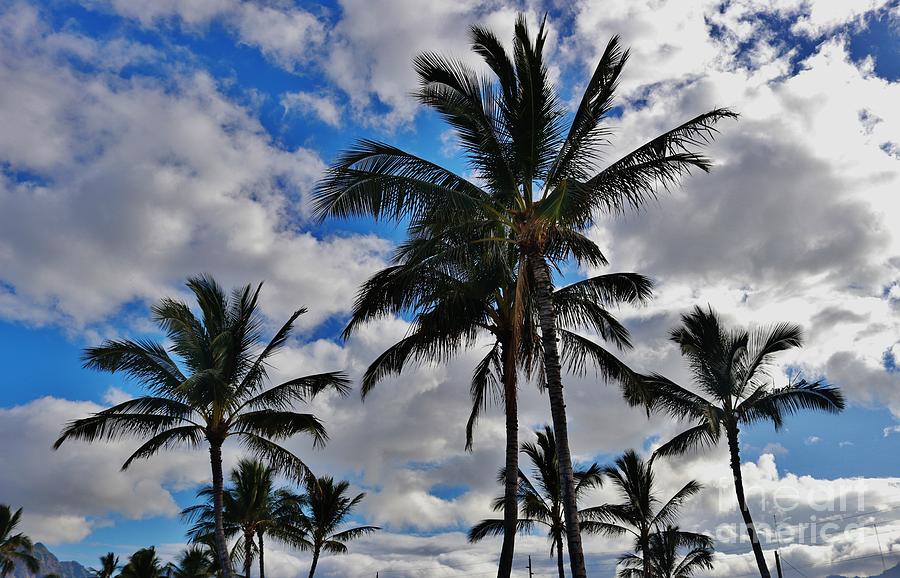 Palms in Paradise Photograph by Craig Wood