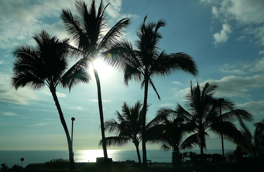 Palms in Silhouette Photograph by Lori Seaman