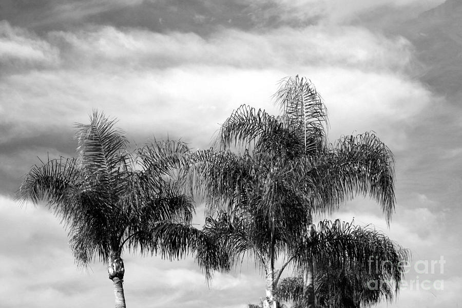 Palms in the Clouds Photograph by Robert Wilder Jr