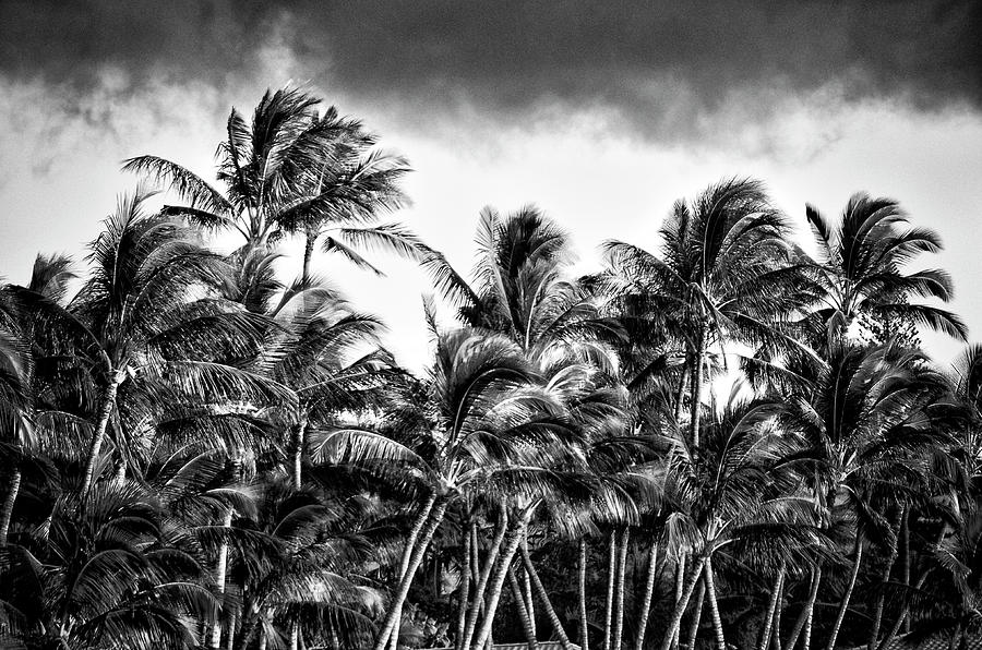 Palms in the Hawaiian Trade Winds Photograph by Lawrence Knutsson