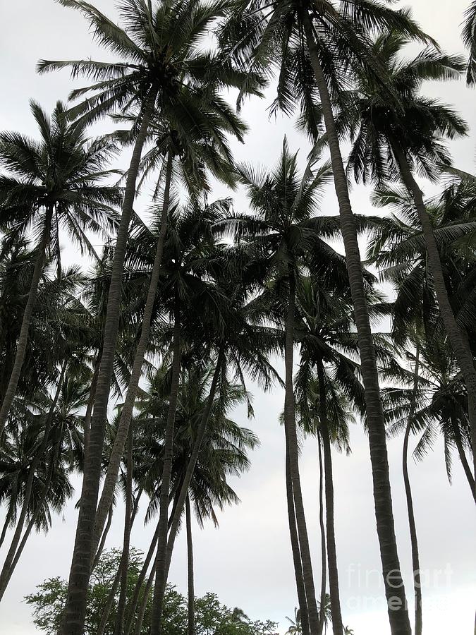 Palms Photograph by Karen Nicholson