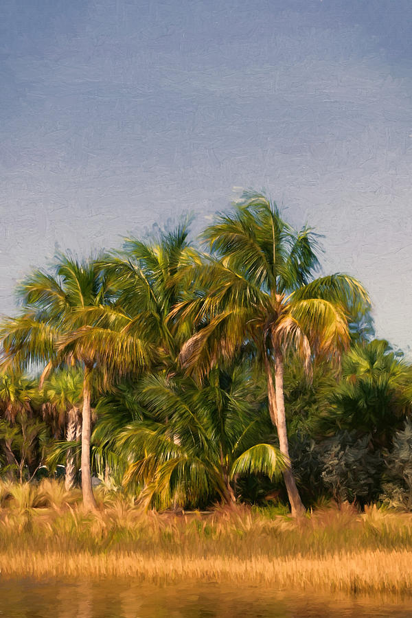 Palms - Naples Florida Photograph by Kim Hojnacki