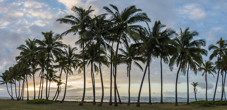 Palms of Kauai Photograph by Jon Glaser
