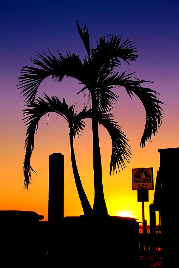 Palms on a dock Photograph by Catie Canetti