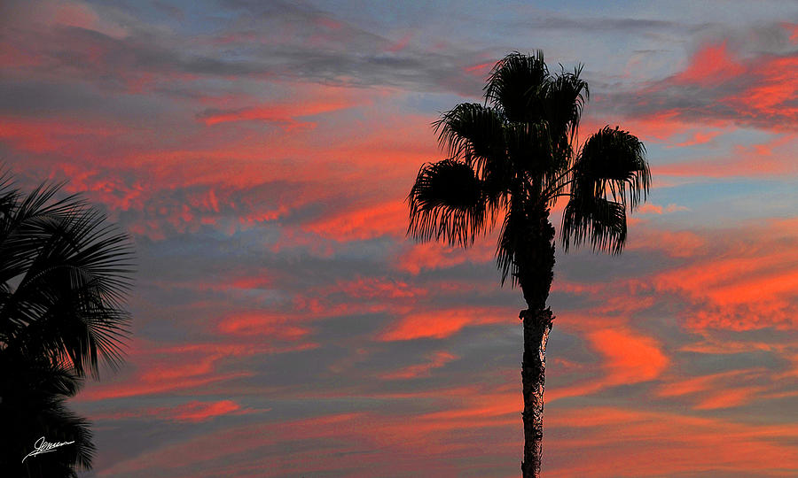 Palms on a Painted Sky Photograph by Phil Jensen