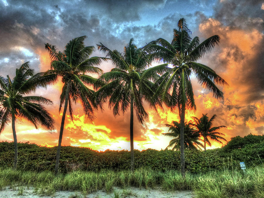 Sunset Photograph - Palms on Fire by Steven Lebron Langston