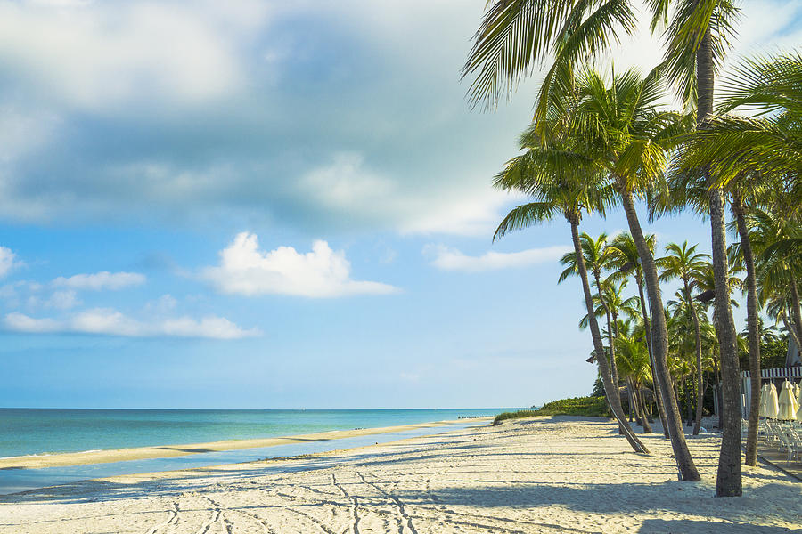 Palms on the Beach Photograph by Sean Allen