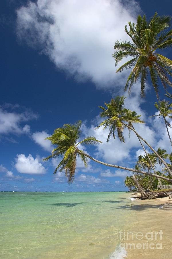 Paradise Photograph - Palms On The Beach by Tomas del Amo - Printscapes