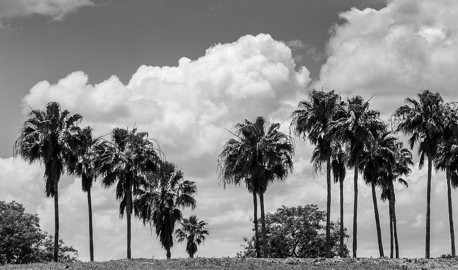 Palms on the Hill Photograph by Robert Wilder Jr