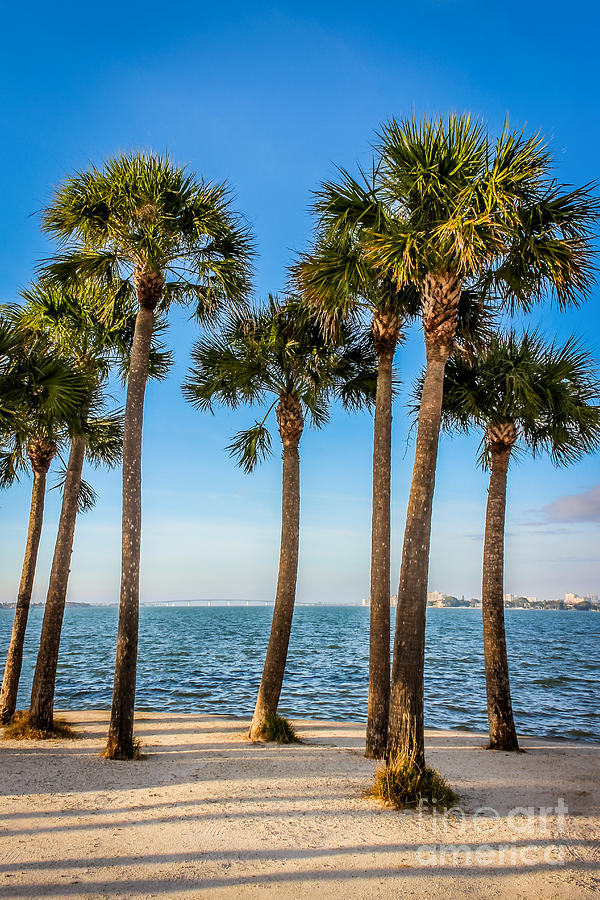 Palms Overlooking Sarasota Bay Photograph by Liesl Walsh