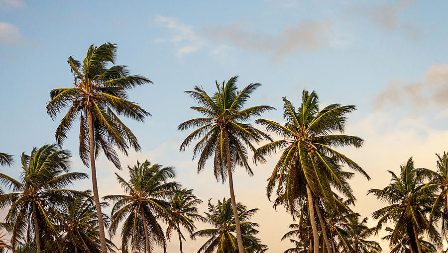 Palms Photograph by Newwwman