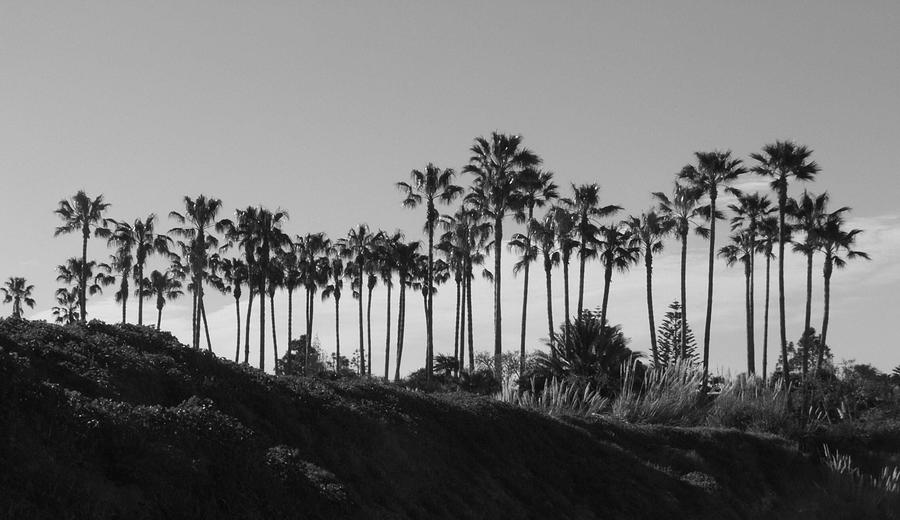 Landscapes Photograph - Palms by Shari Chavira Landscapes Photograph - Palms by Shari Chavira