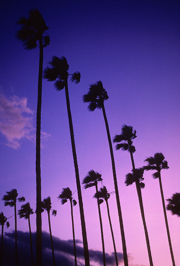 Palms at sunset Photograph by Steve Williams