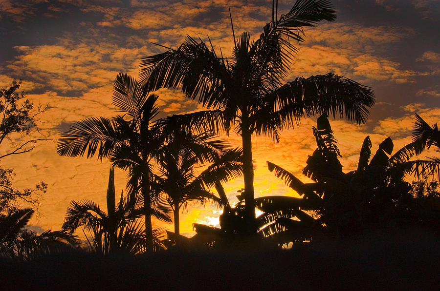 Palms Sunset Photograph by Tito Santiago - Fine Art America