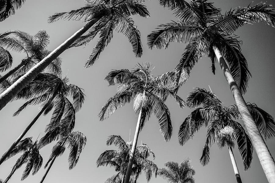 Palms Up I Photograph by Ryan Weddle
