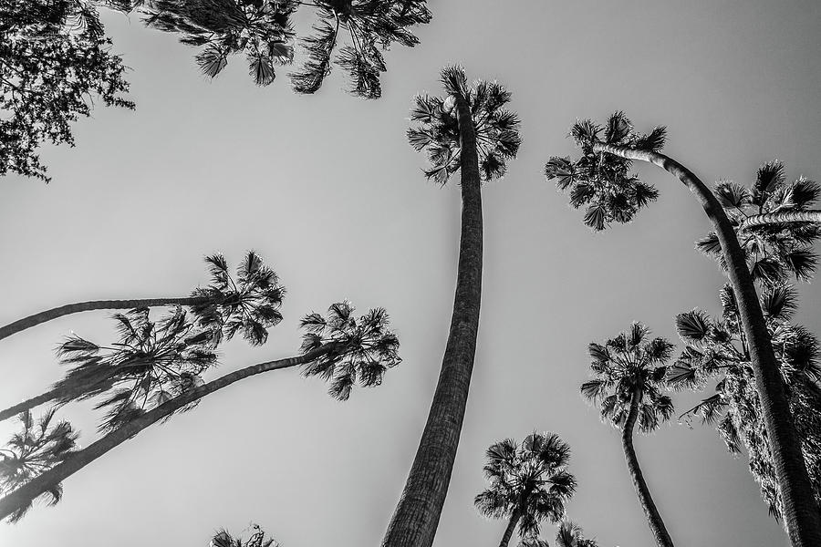 Palms Up II Photograph by Ryan Weddle