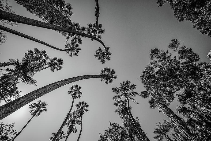 Palms Up III Photograph by Ryan Weddle