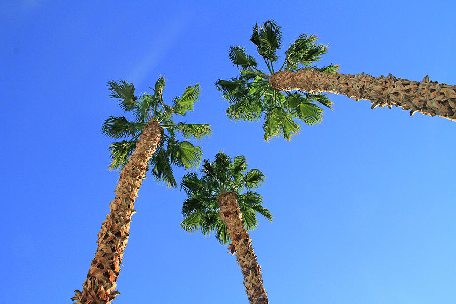 Palms Up Photograph by Shoal Hollingsworth
