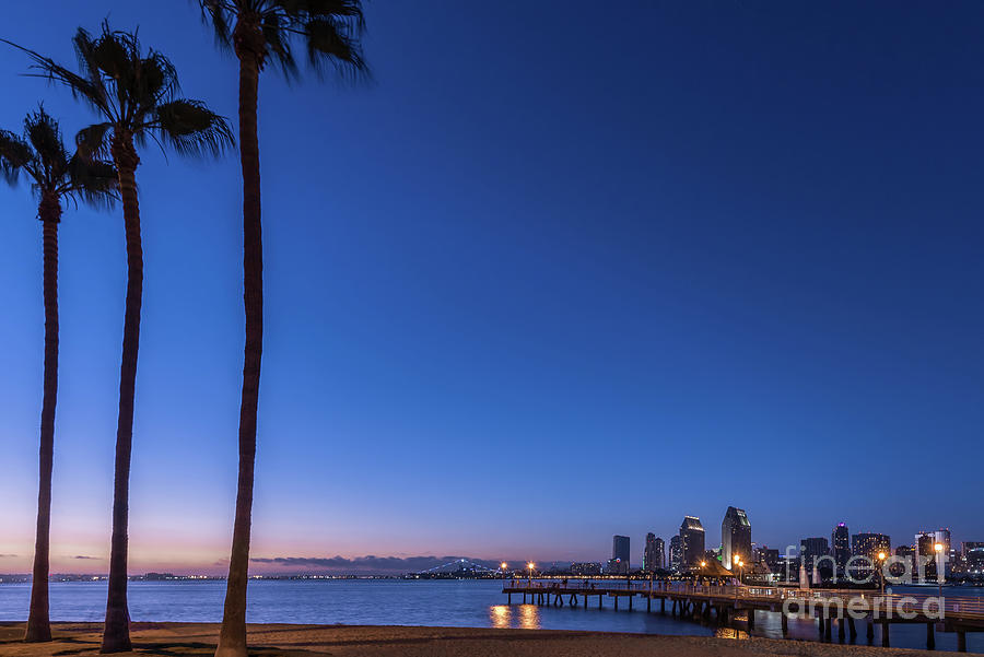 Palms Watching the San Diego Skyline Photograph by David Levin
