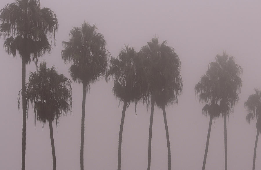 Palms with Coastal Fog Photograph by Robin Street-Morris