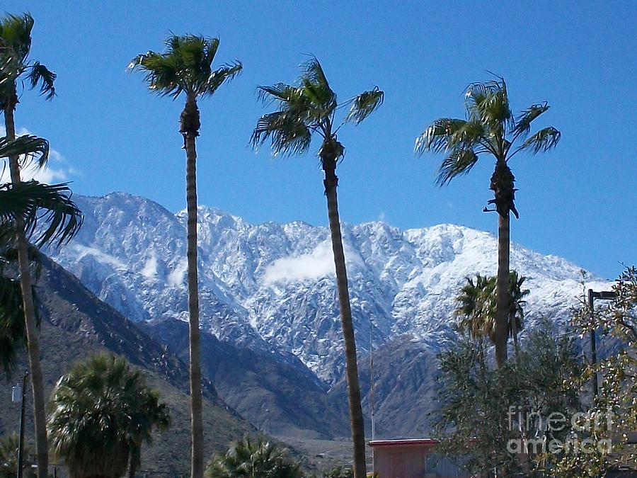 Palms With Snow Photograph by Randall Weidner